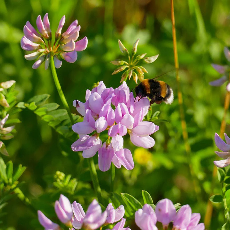 Crown Vetch Seeds - Image 2