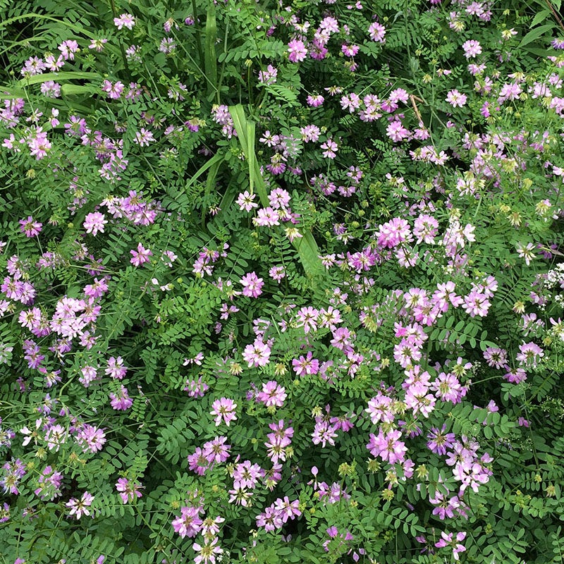 Crown Vetch Seeds - Image 4