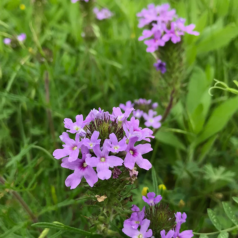 Dakota Mock Vervain Seeds - Image 2