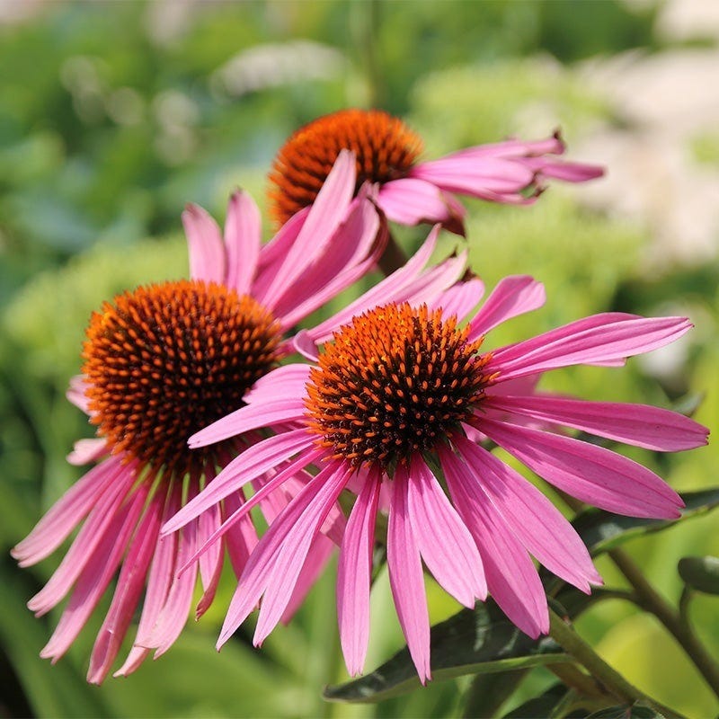 Deer Resistant Pre-Planned Garden - Image 6