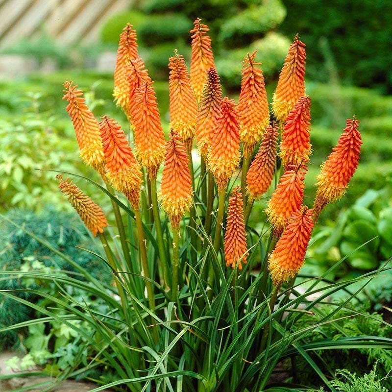 Deer Resistant Pre-Planned Garden - Image 7