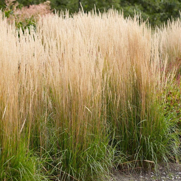 Deer Resistant Pre-Planned Garden - Image 8