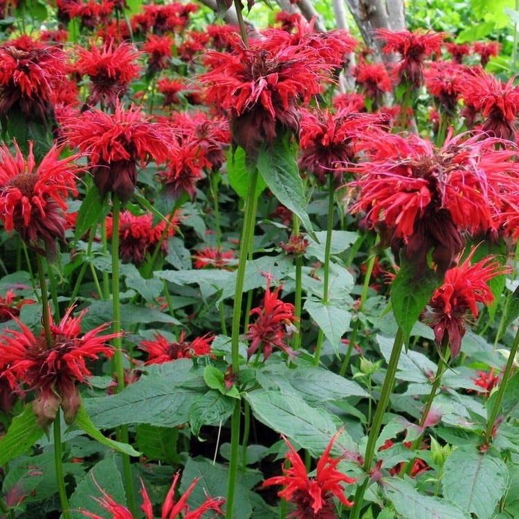 Deer Resistant Pre-Planned Garden - Image 9