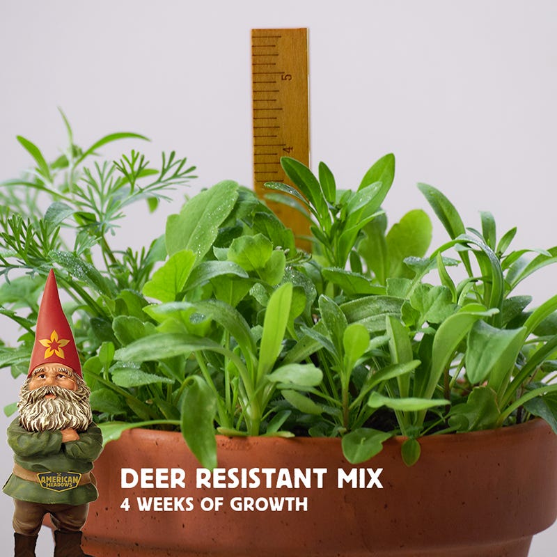 Deer Resistant Wildflower Seed Mix - Image 8