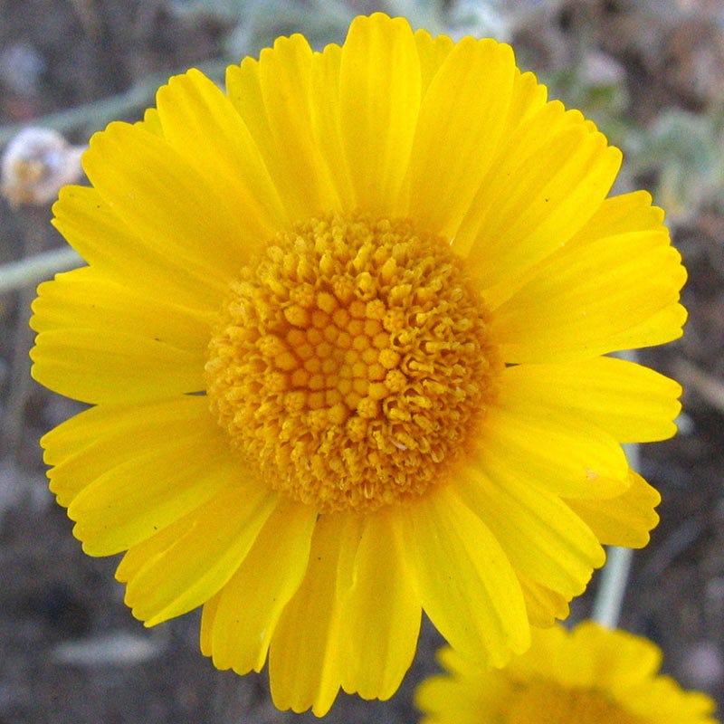 Desert Marigold Seeds - Image 2