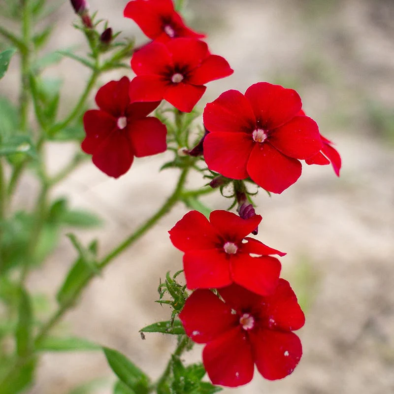 Drummond Phlox Seeds - Image 2