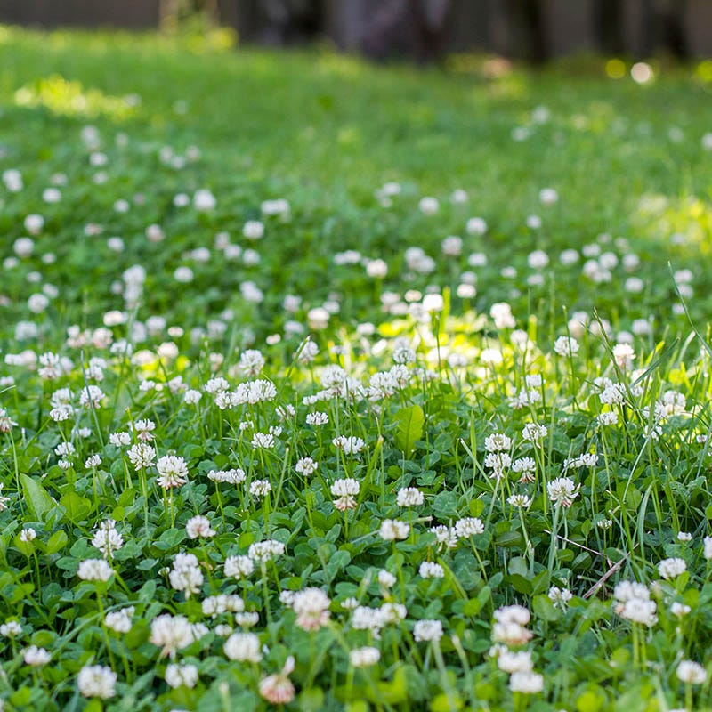 Dutch White Clover Seeds - Image 2