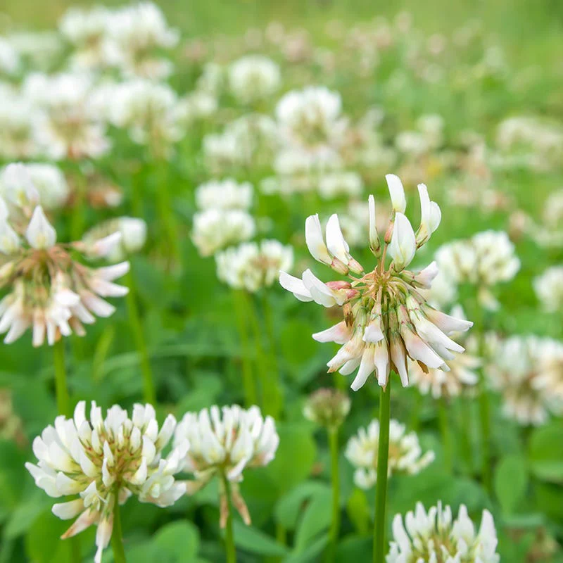 Dutch White Clover Seeds - Image 3