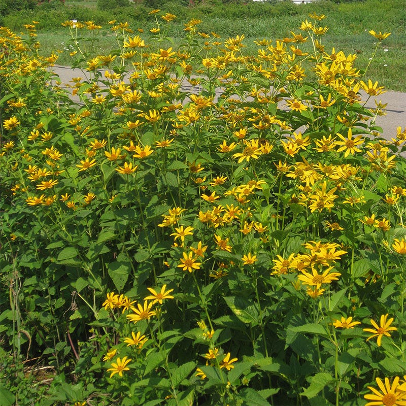 Early Sunflower Seeds - Image 3