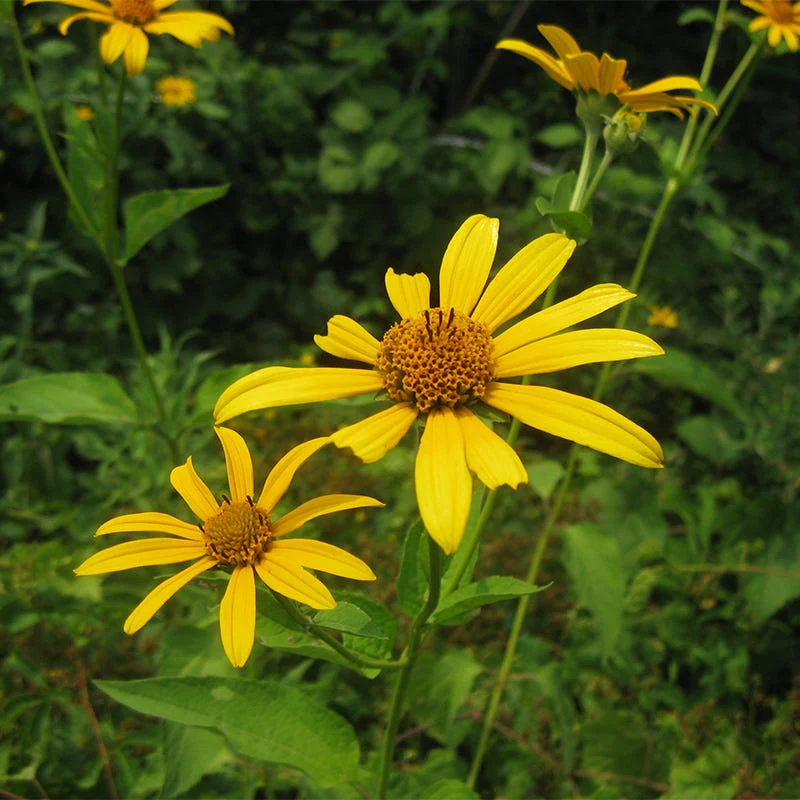 Early Sunflower Seeds - Image 4