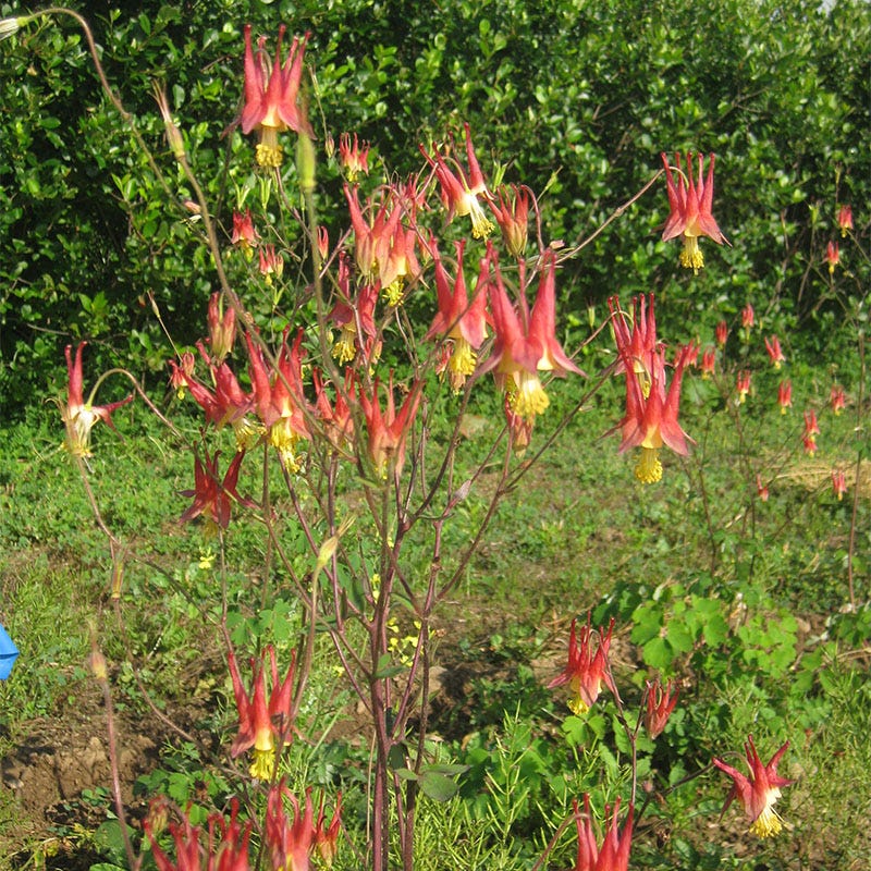 Eastern Red Columbine Seeds - Image 3
