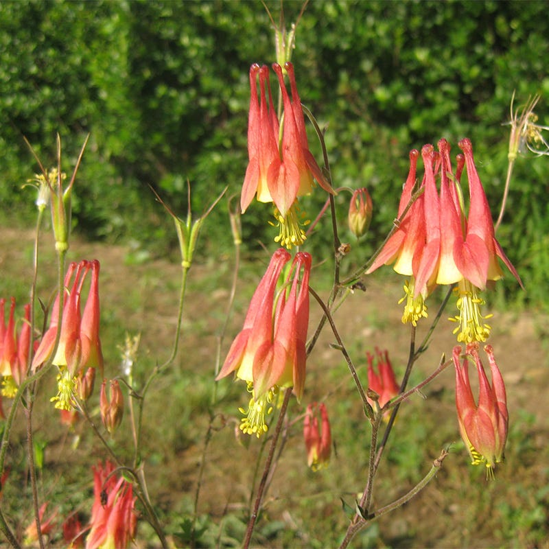 Eastern Red Columbine Seeds - Image 4