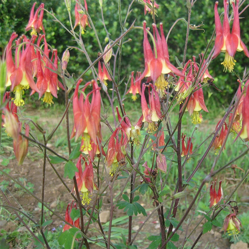 Eastern Red Columbine Seeds - Image 5