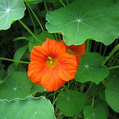 Edible Flower Seed Mix - Image 4