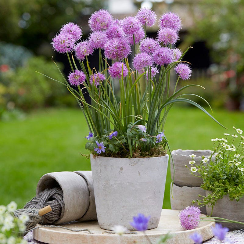 Little Puffs Allium Bulb Collection - Image 3
