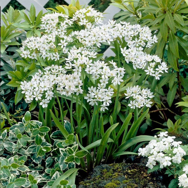 Allium neapolitanum - Image 2