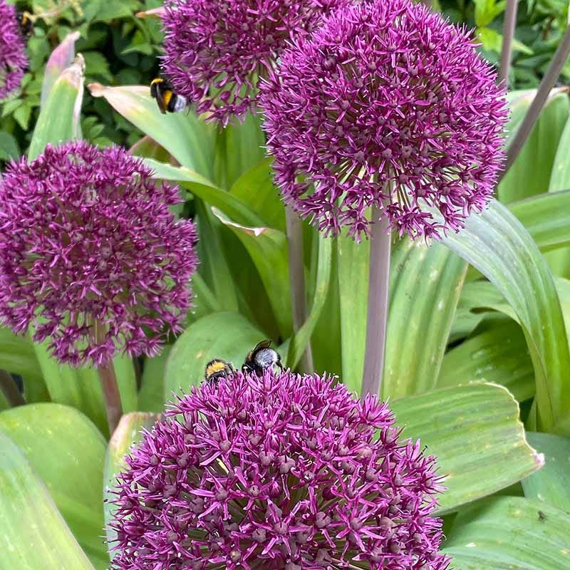 Ostara Allium - Image 2