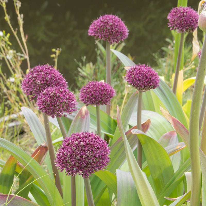 Ostara Allium - Image 3