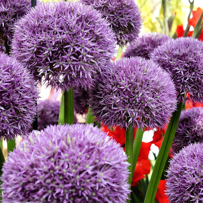 Pinball Wizard Allium - Image 3
