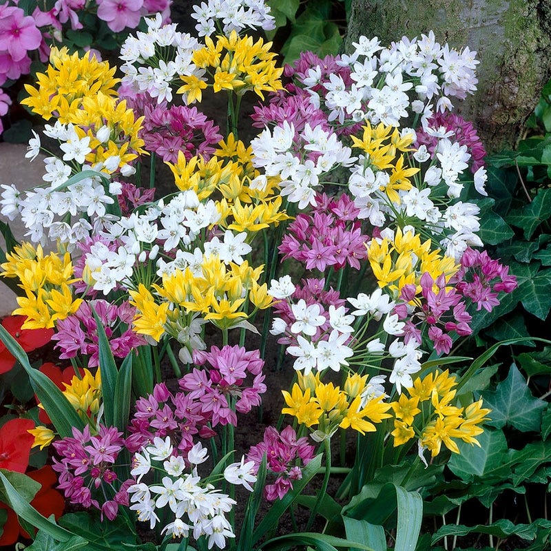 Rainbow Allium Mix - Image 2