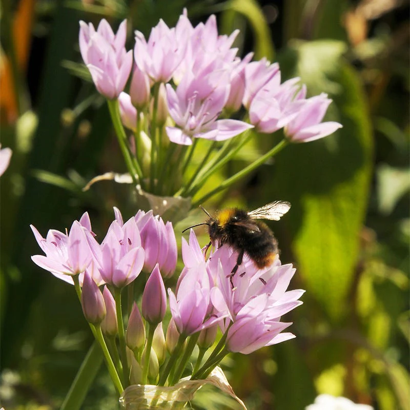 Allium unifolium - Image 2