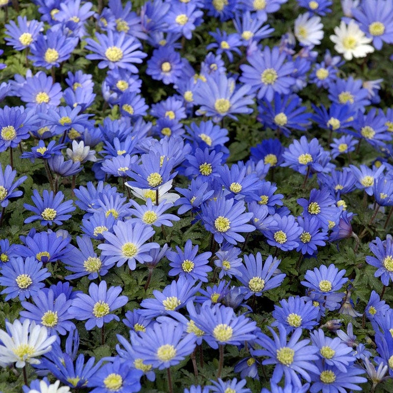Blue Shades Anemone - Image 2