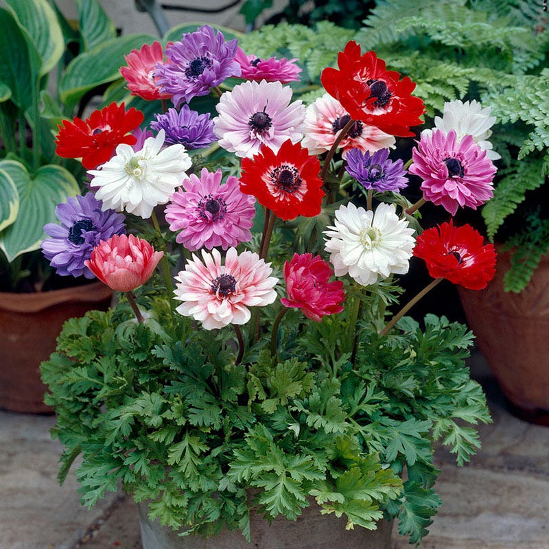 St Brigid Anemone Mix - Image 2