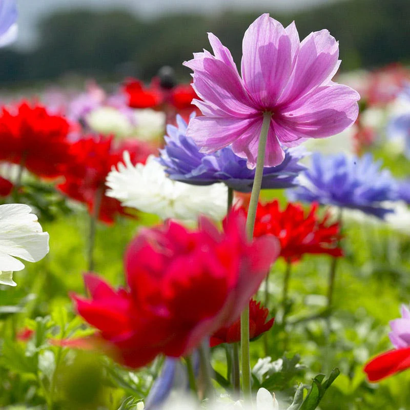 St Brigid Anemone Mix - Image 3