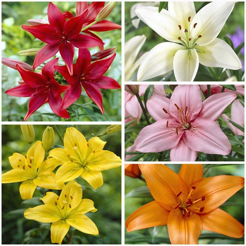 Asiatic Lily Mix - Image 3