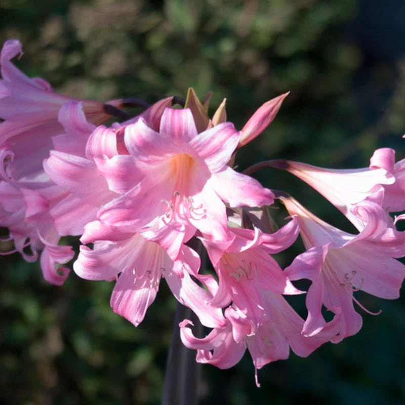 Belladonna Lily - Image 2