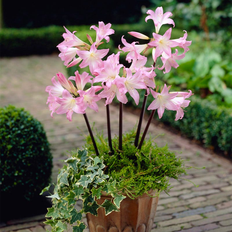 Belladonna Lily - Image 3