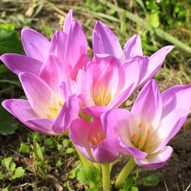 Giant Colchicum - Image 2