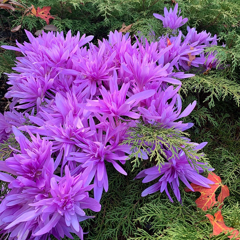Water Lily Colchicum - Image 2