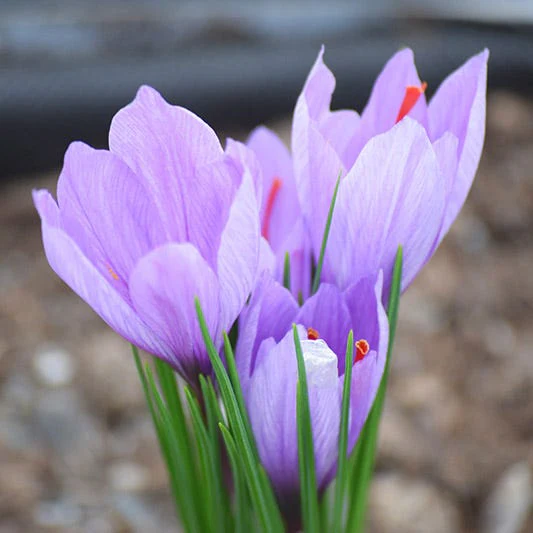 Saffron Crocus - Image 2
