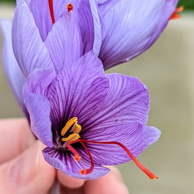 Saffron Crocus - Image 4