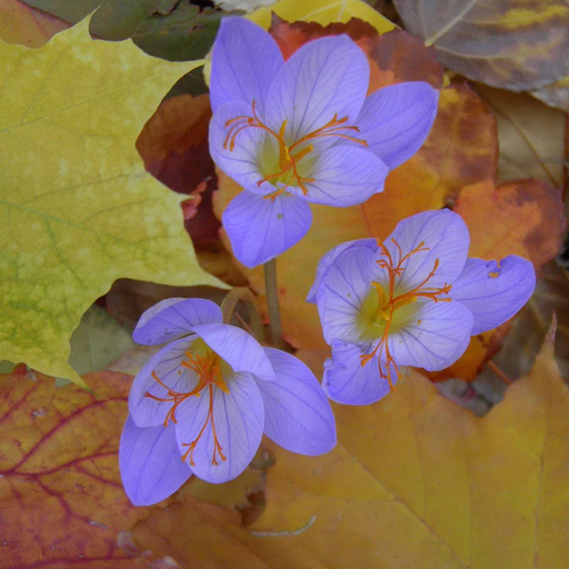 Saffron Crocus - Image 5