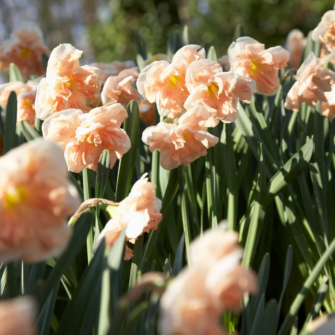 Apricot Whirl Butterfly Daffodil - Image 2