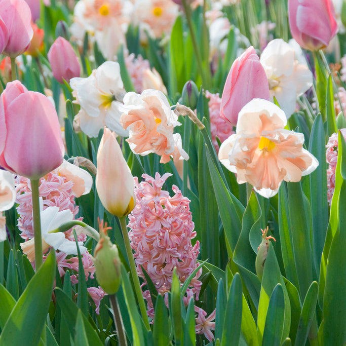 Apricot Whirl Butterfly Daffodil - Image 3