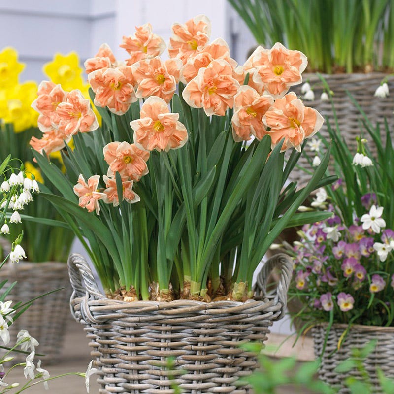 Apricot Whirl Butterfly Daffodil - Image 4