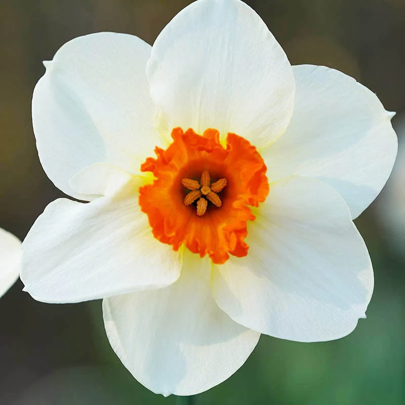 Barrett Browning Small Cupped Daffodil - Image 2