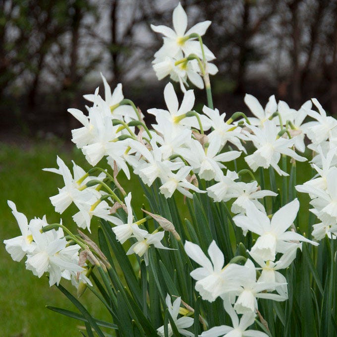 Blushing Daffodil Flower Bulb Collection - Image 4