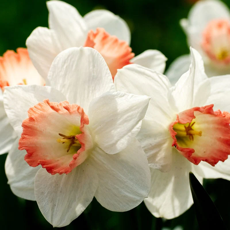 Blushing Daffodil Flower Bulb Collection - Image 5