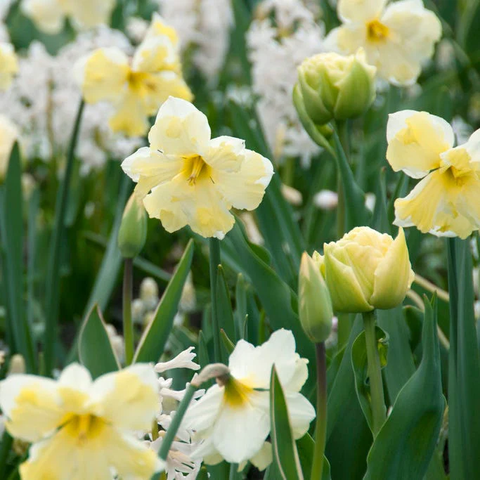 Cassata Daffodil - Image 2