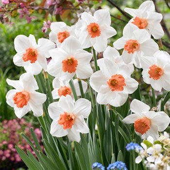 Cool Flame Large Cupped Daffodil - Image 2