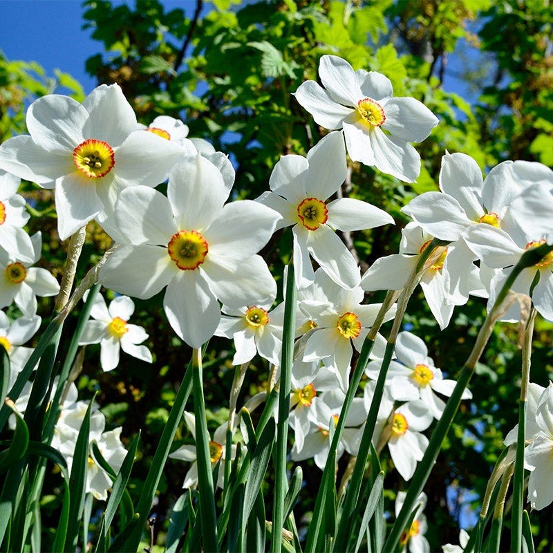 Deer Resistant Daffodil Bulb Collection - Image 5