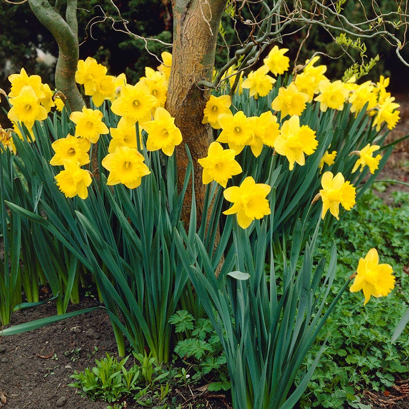 Dutch Master Trumpet Daffodil - Image 4