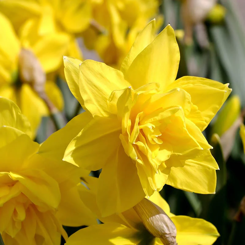 Golden Ducat Double Daffodil - Image 2