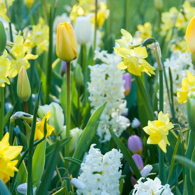 Hillstar Daffodil - Image 4