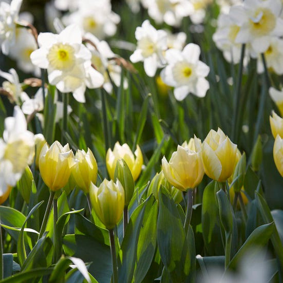 Ice Follies Large Cupped Daffodil - Image 3