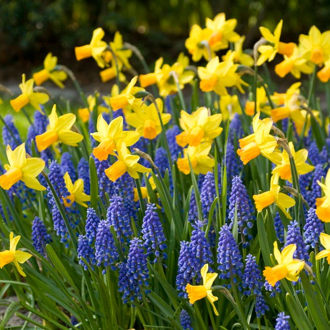 Jetfire Miniature Daffodil - Image 2